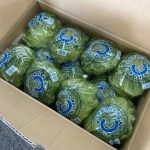 【県外産 入荷情報】レタス(茨城県産)の入荷が最盛期を迎えています