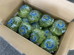 【県外産 入荷情報】レタス(茨城県産)の入荷が最盛期を迎えています