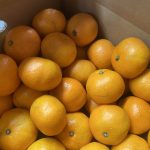 【県外産 入荷情報】早生みかんの入荷が最盛期を迎えました