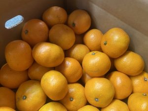 【県外産 入荷情報】早生みかんの入荷が最盛期を迎えました