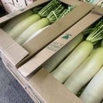 【山形県産 入荷情報】秋冬大根の入荷が最盛期を迎えました