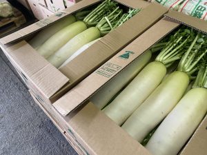 【山形県産 入荷情報】秋冬大根の入荷が最盛期を迎えました