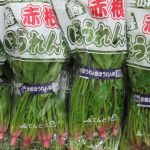 【山形県産 入荷情報】赤根ほうれんそうの入荷が始まっています