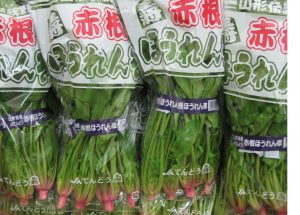 【山形県産 入荷情報】赤根ほうれんそうの入荷が始まっています