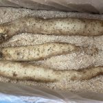 【県外産 入荷情報】長いも(青森県産 秋堀新物)の入荷が始まりました