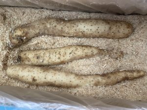 【県外産 入荷情報】長いも(青森県産 秋堀新物)の入荷が始まりました