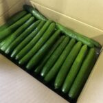 【県外産 入荷情報】きゅうり(宮崎・高知・群馬県産)の入荷が始まっています