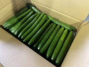 【県外産 入荷情報】きゅうり(宮崎・高知・群馬県産)の入荷が始まっています