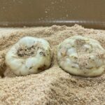 【県外産 入荷情報】ゆり根(北海道産)の入荷が最盛期を迎えています