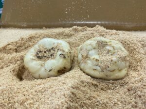 【県外産 入荷情報】ゆり根(北海道産)の入荷が最盛期を迎えています