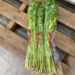 【山形県産 入荷情報】せりの入荷が最盛期を迎えています