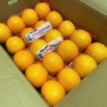 【県外産 入荷情報】早生八朔(和歌山県産)の入荷が最盛期を迎えました