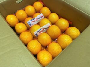 【県外産 入荷情報】早生八朔(和歌山県産)の入荷が最盛期を迎えました