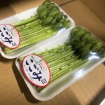 【山形県産 入荷情報】こごみ(促成栽培)の入荷が最盛期を迎えました