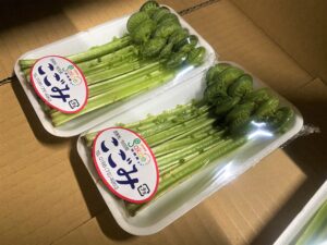 【山形県産 入荷情報】こごみ(促成栽培)の入荷が最盛期を迎えました
