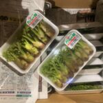 【山形県産 入荷情報】タラの芽(促成栽培)が入荷始まっています