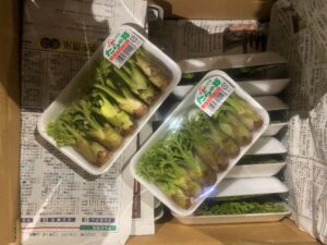 【山形県産 入荷情報】タラの芽(促成栽培)が入荷始まっています