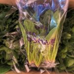 【山形県産 入荷情報】ほうれん草が入荷しています