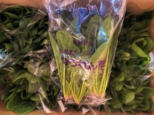 【山形県産 入荷情報】ほうれん草が入荷しています