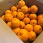 【県外産 入荷情報】ポンカン(愛媛県産)の入荷が始まっています