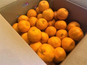 【県外産 入荷情報】ポンカン(愛媛県産)の入荷が始まっています