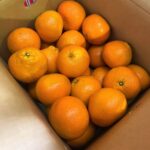 【県外産 入荷情報】伊予柑(愛媛県産)の入荷が始まっています