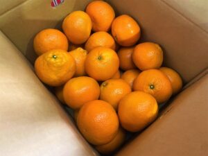 【県外産 入荷情報】伊予柑(愛媛県産)の入荷が始まっています