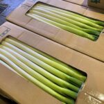 【県外産 入荷情報】ねぎ(埼玉県深谷市産)の出荷が最盛期を迎えました