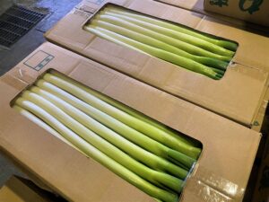 【県外産 入荷情報】ねぎ(埼玉県深谷市産)の出荷が最盛期を迎えました