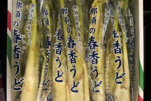 【県外産 入荷情報】山うど(栃木県産)の入荷が始まっています