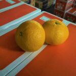 【県外産 入荷情報】甘夏(熊本県産)の入荷が始まっています