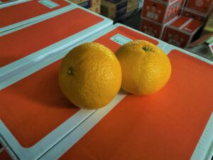 【県外産 入荷情報】甘夏(熊本県産)の入荷が始まっています