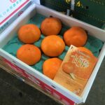 【県外産 入荷情報】甘平(愛媛県産)の入荷が最盛期を迎えました