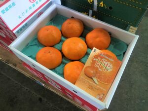 【県外産 入荷情報】甘平(愛媛県産)の入荷が最盛期を迎えました