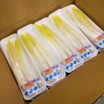 【山形県産 入荷情報】雪うるい(促成栽培)の入荷が始まりました