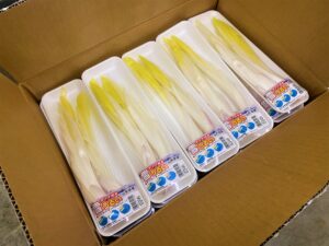 【山形県産 入荷情報】雪うるい(促成栽培)の入荷が始まりました