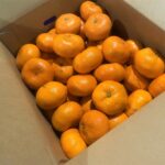 【県外産 入荷情報】青島みかん(静岡県産)の入荷が始まりました