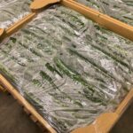 【県外産 入荷情報】きゅうり(群馬県産)の入荷が最盛期を迎えています