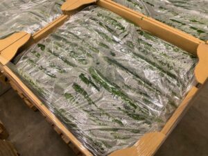 【県外産 入荷情報】きゅうり(群馬県産)の入荷が最盛期を迎えています