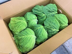 【県外産 入荷情報】キャベツ(千葉県産)の入荷が始まりました