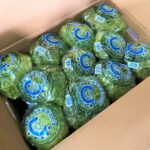 【県外産 入荷情報】レタス(茨城県産)の入荷が始まりました