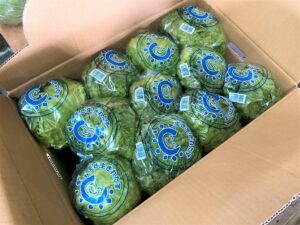 【県外産 入荷情報】レタス(茨城県産)の入荷が始まりました