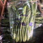 【山形県産 入荷情報】小松菜の入荷が春の最盛期を迎えようとしています