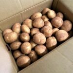 【県外産 入荷情報】新じゃがいも(鹿児島県産)の入荷が最盛期を迎えようとしています
