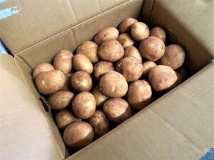 【県外産 入荷情報】新じゃがいも(鹿児島県産)の入荷が最盛期を迎えようとしています