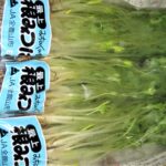 【山形県産 入荷情報】葉みつばの入荷が最盛期を迎えました