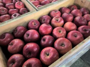 【県外産 入荷情報】貯蔵ふじりんご(青森県産)の入荷が始まっています
