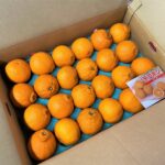 【県外産 入荷情報】デコポン(露地物)(熊本・愛媛県産)の入荷が始まりました