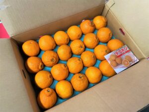 【県外産 入荷情報】デコポン(露地物)(熊本・愛媛県産)の入荷が始まりました