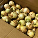 【県外産 入荷情報】新玉ねぎ(静岡県産)の入荷が最盛期を迎えています